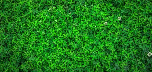 10 Activités Ecologiques à Essayer pour Éveiller l'Esprit Aventureux de Votre Ado