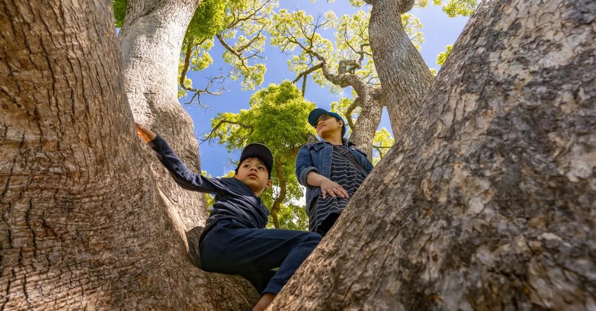 Aventures en Pleine Nature : Les Meilleurs Parcs d'Accrobranche